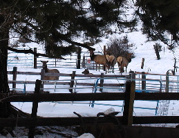 Elk on Manastash